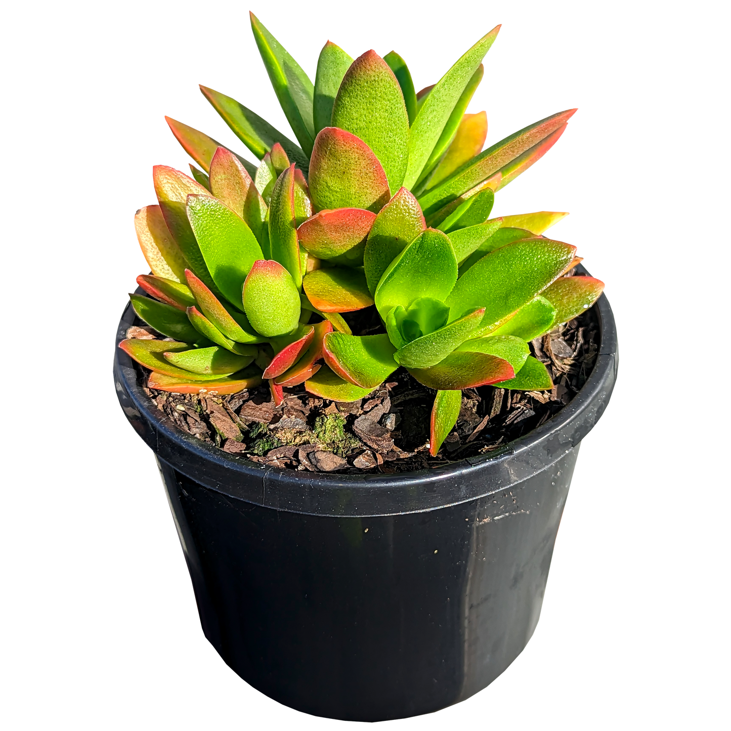 orange, yellow and green crassula campfire potted succulent