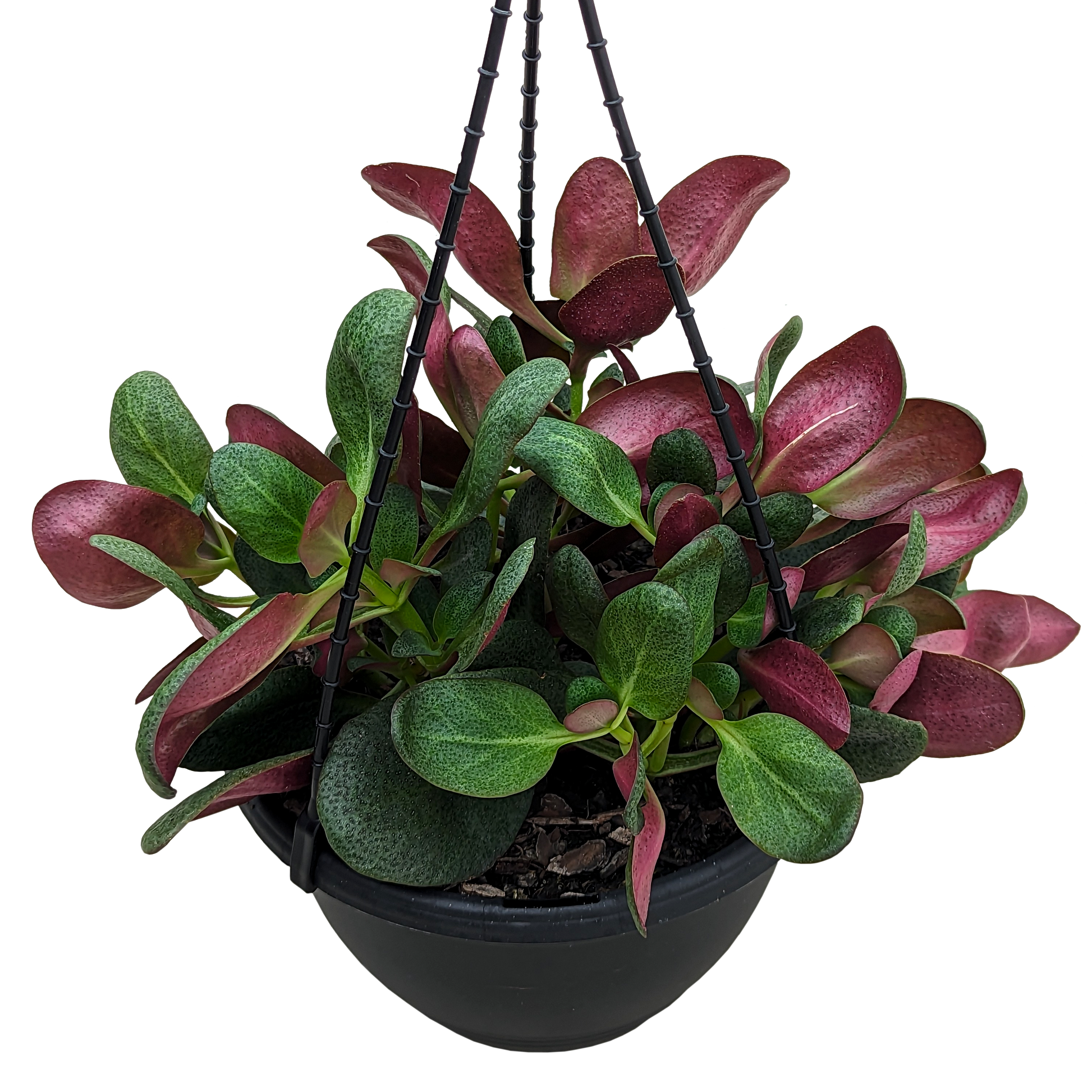 green spoon shaped leaves with maroon underside Crassula Streyii succulent in hanging basket. 