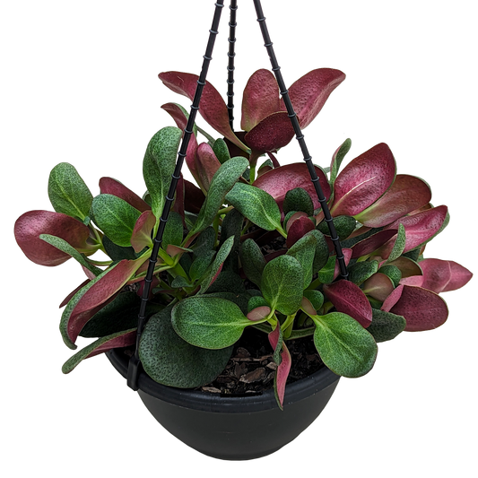 green spoon shaped leaves with maroon underside Crassula Streyii succulent in hanging basket. 