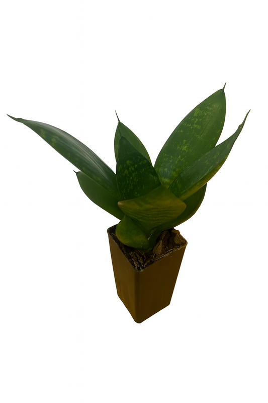 Sansevieria Hahnii Tube