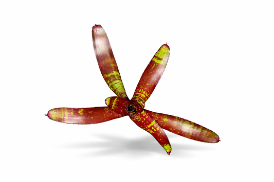 Neoregelia Brain Webber