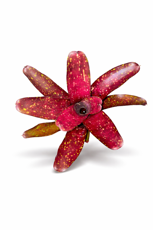 Neoregelia Ruby Throat