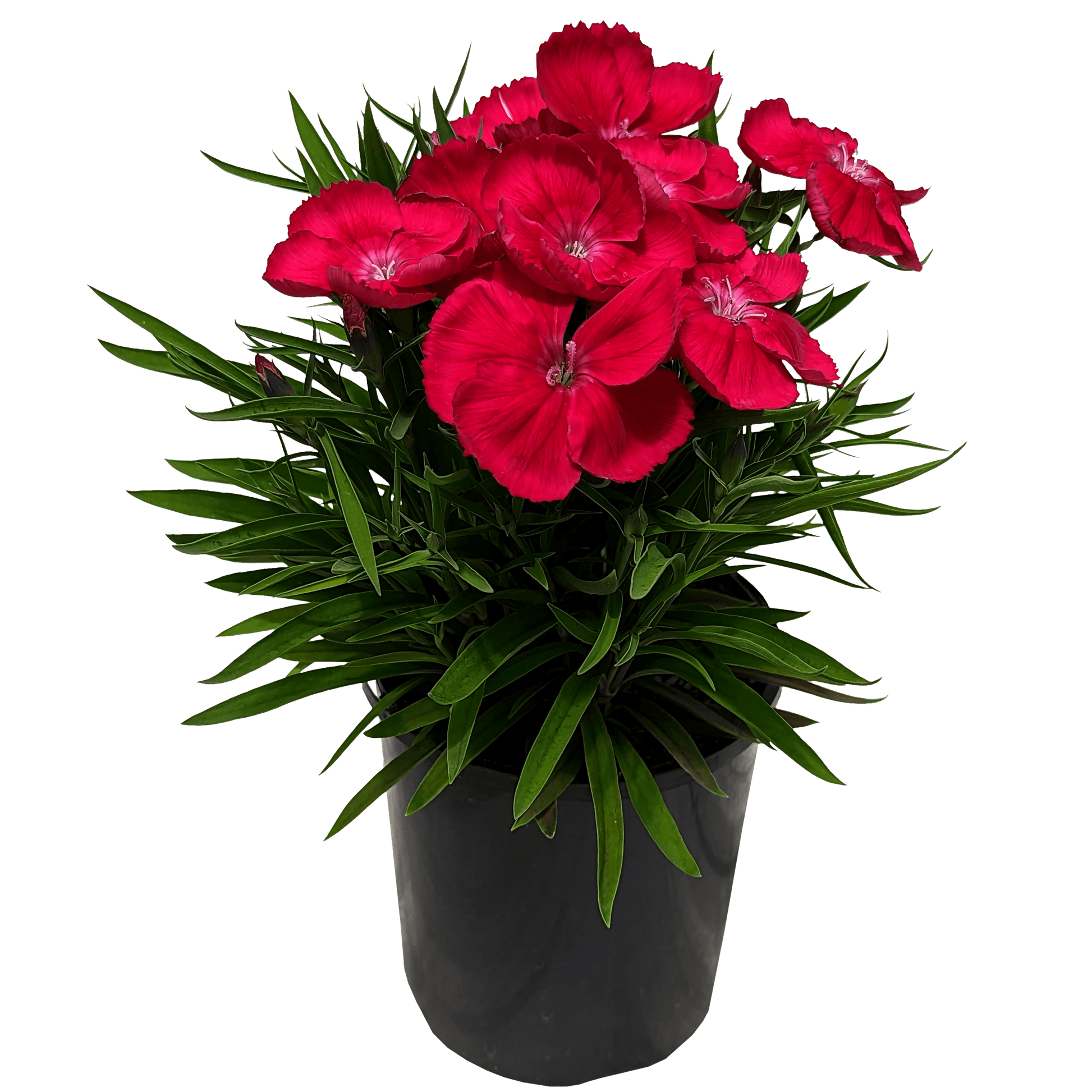 Dianthus chinesis - Dianthus Coronet Hot Pink