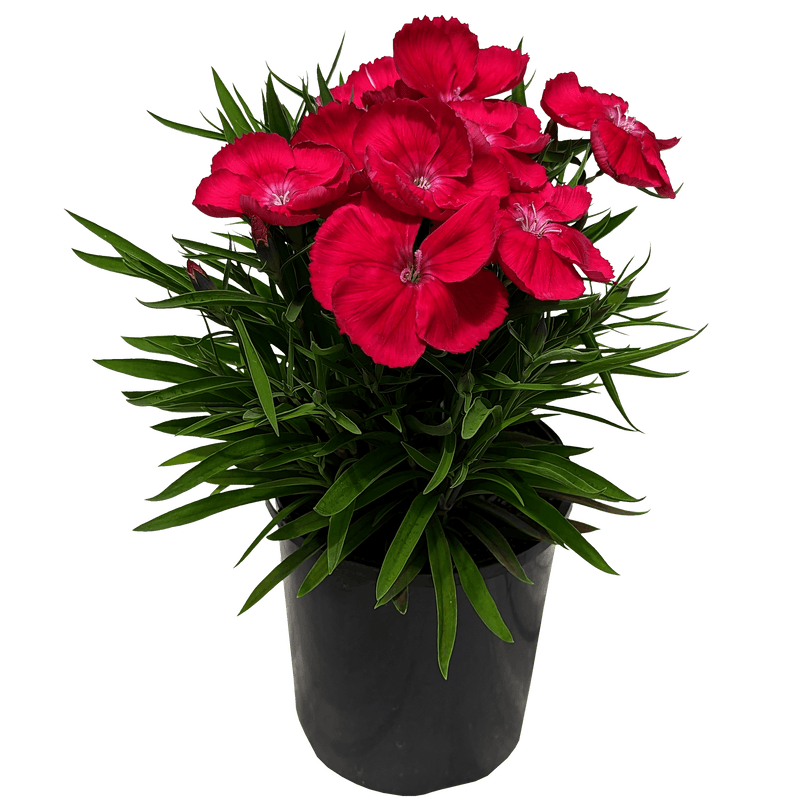 Dianthus chinesis - Dianthus Coronet Hot Pink
