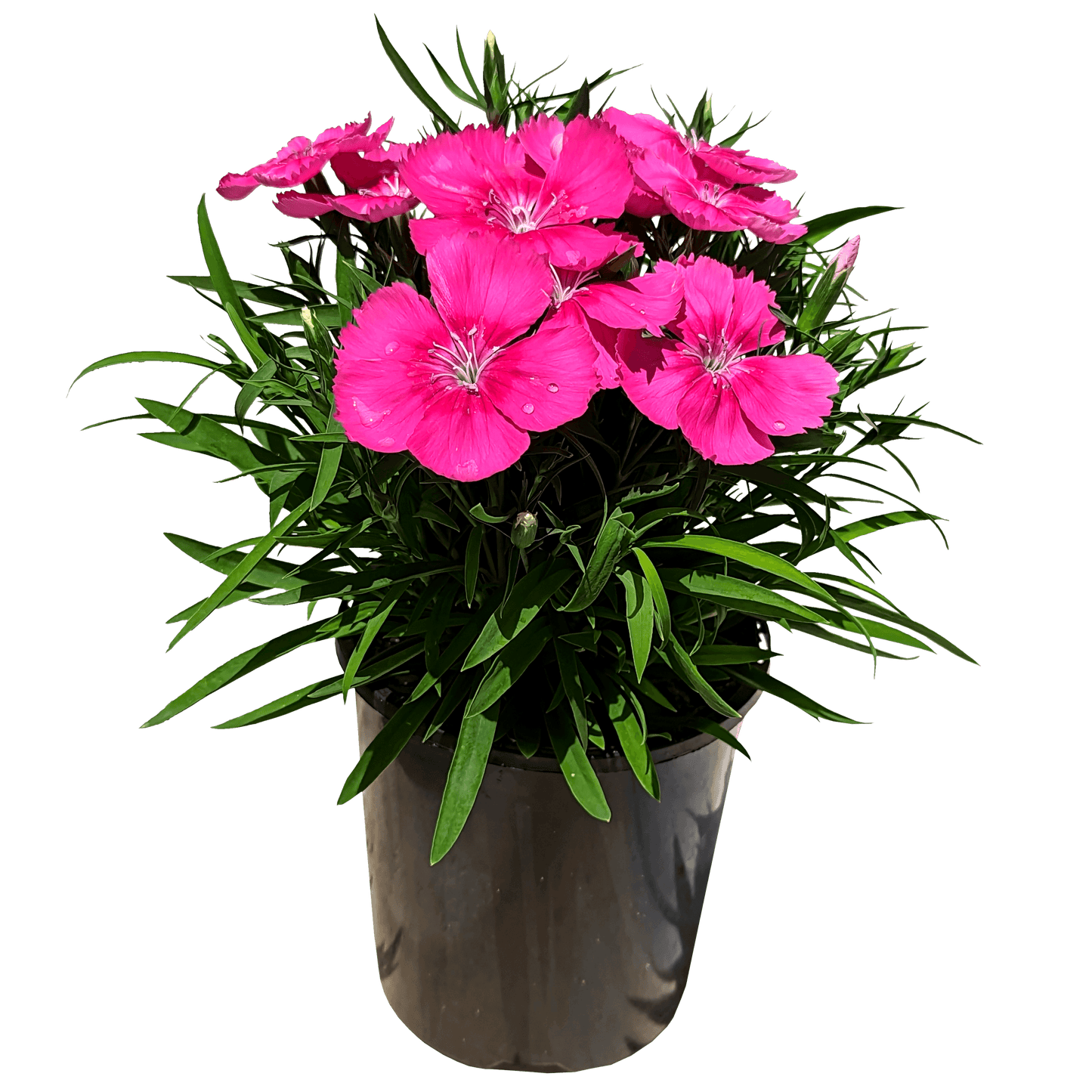 Dianthus chinesis - Dianthus Coronet Pink