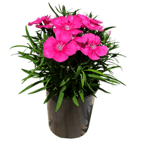 Dianthus chinesis - Dianthus Coronet Pink