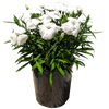 Dianthus chinesis - Dianthus Coronet White