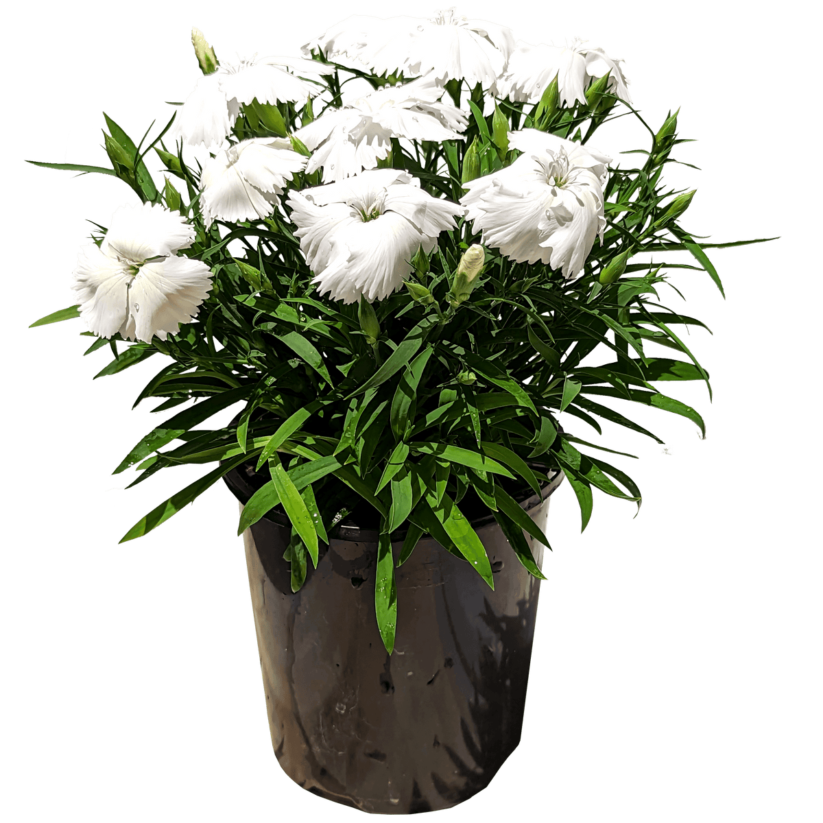 Dianthus chinesis - Dianthus Coronet White