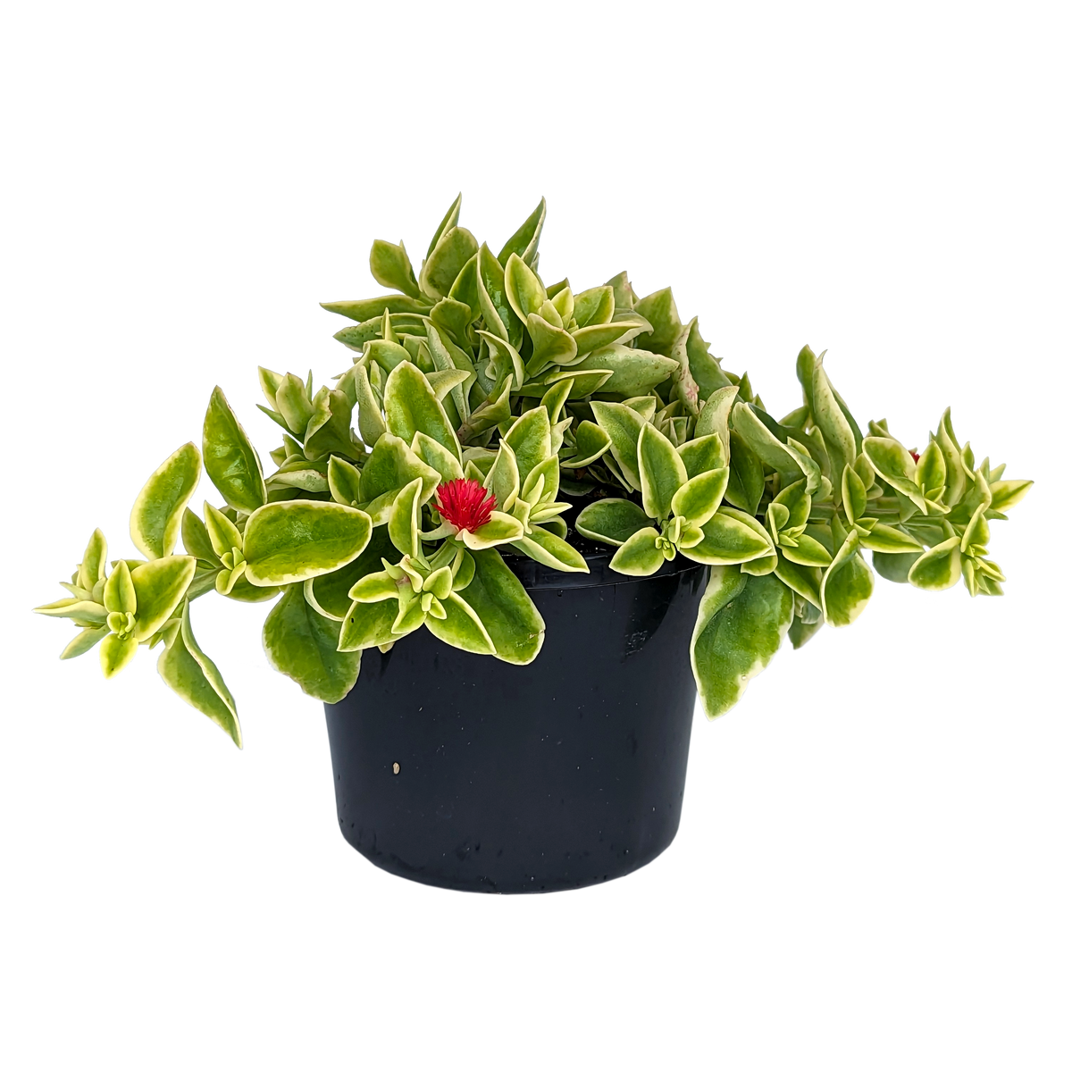 Aptenia cordifolia variegata - Dorotheanthus Mezoo 125mm