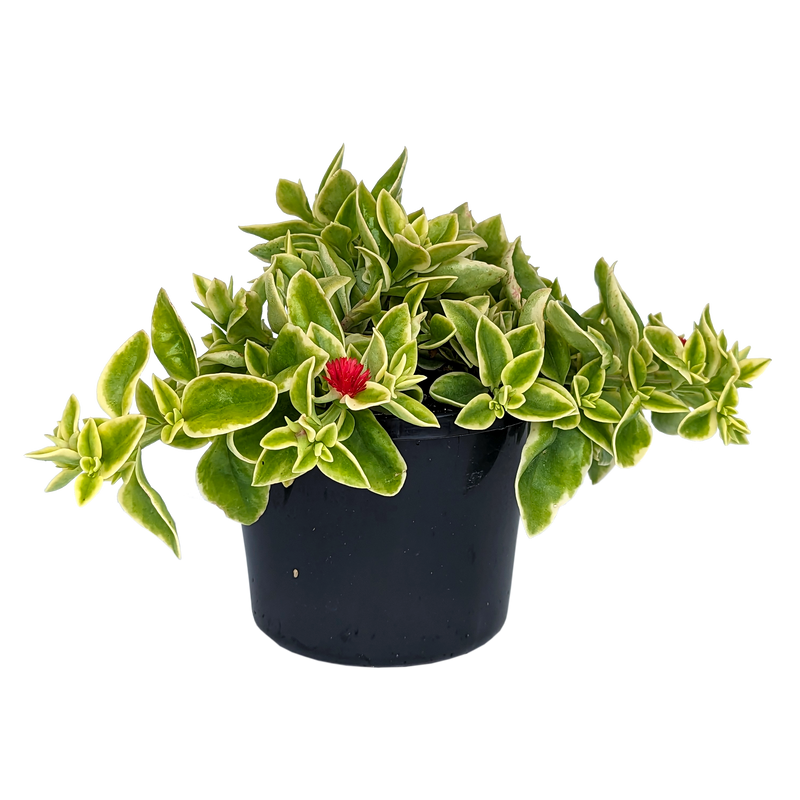 Aptenia cordifolia variegata - Dorotheanthus Mezoo 125mm