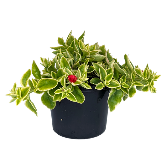 Variegated Trailing succulent Dorotheanthus Mezoo with red flowers