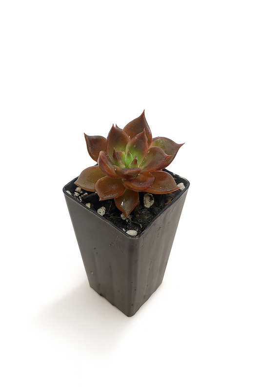 Echeveria Black Prince Tube