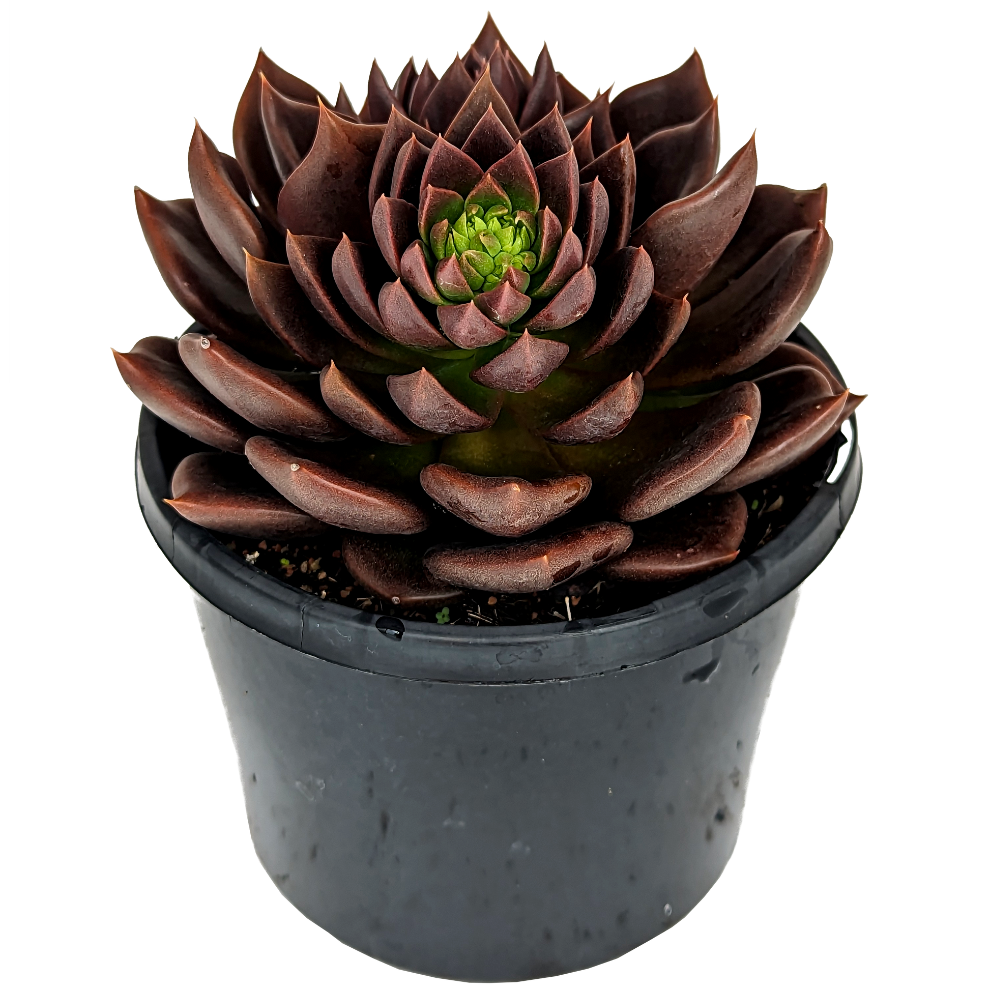 dark maroon to black echeveria black prince, pointed tip echeveria. 