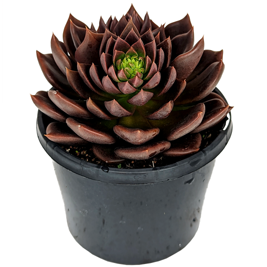 dark maroon to black echeveria black prince, pointed tip echeveria. 