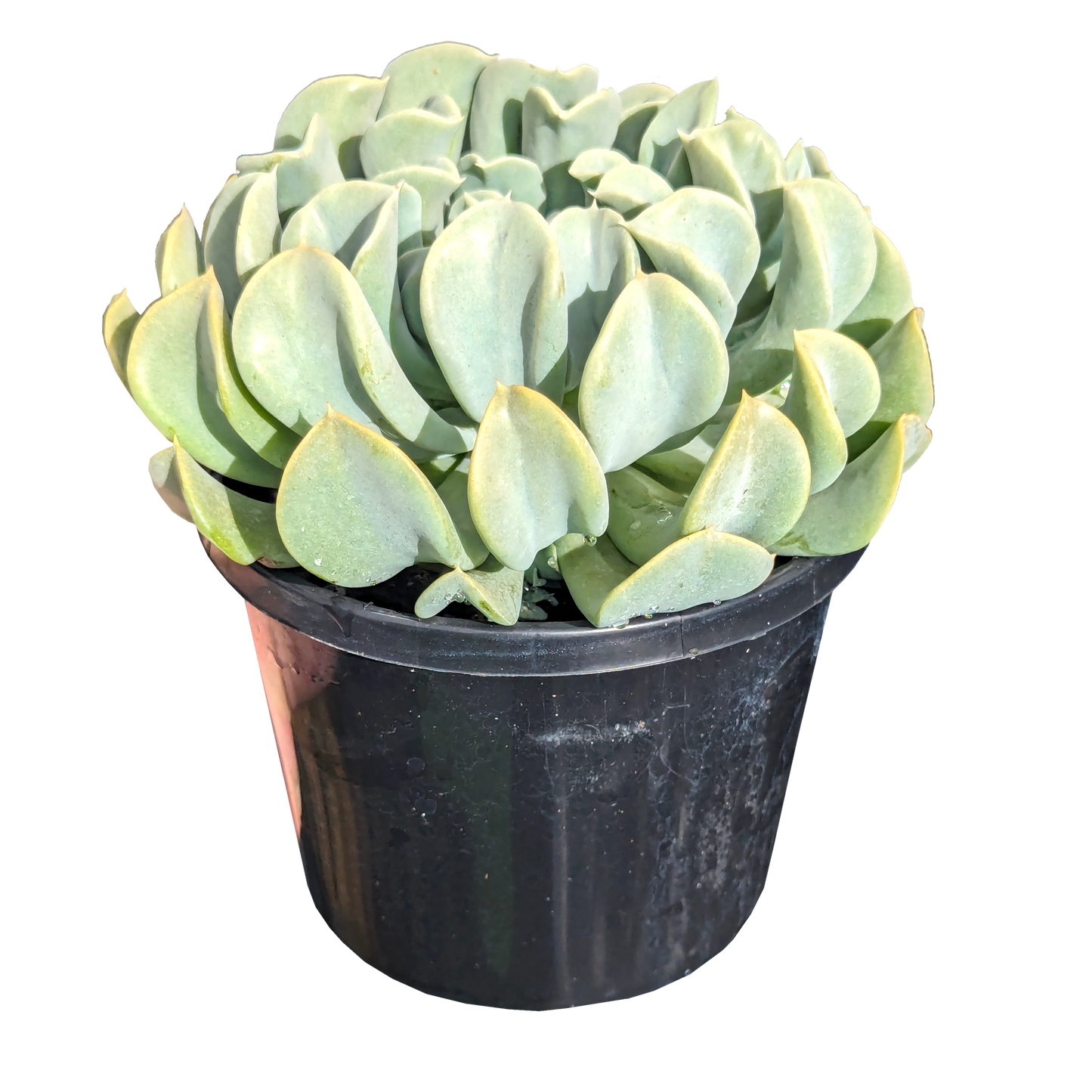 dusty blue curly foliage succulent echeveria topsy turvy. 