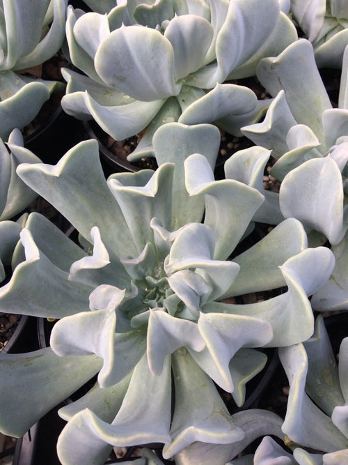 Buy Online Plants Australia Online Plant Shop Our Plant Shop