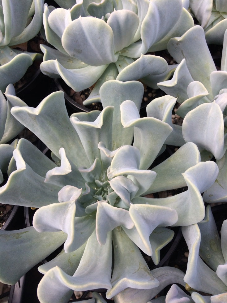 Buy Online Plants Australia Online Plant Shop Our Plant Shop