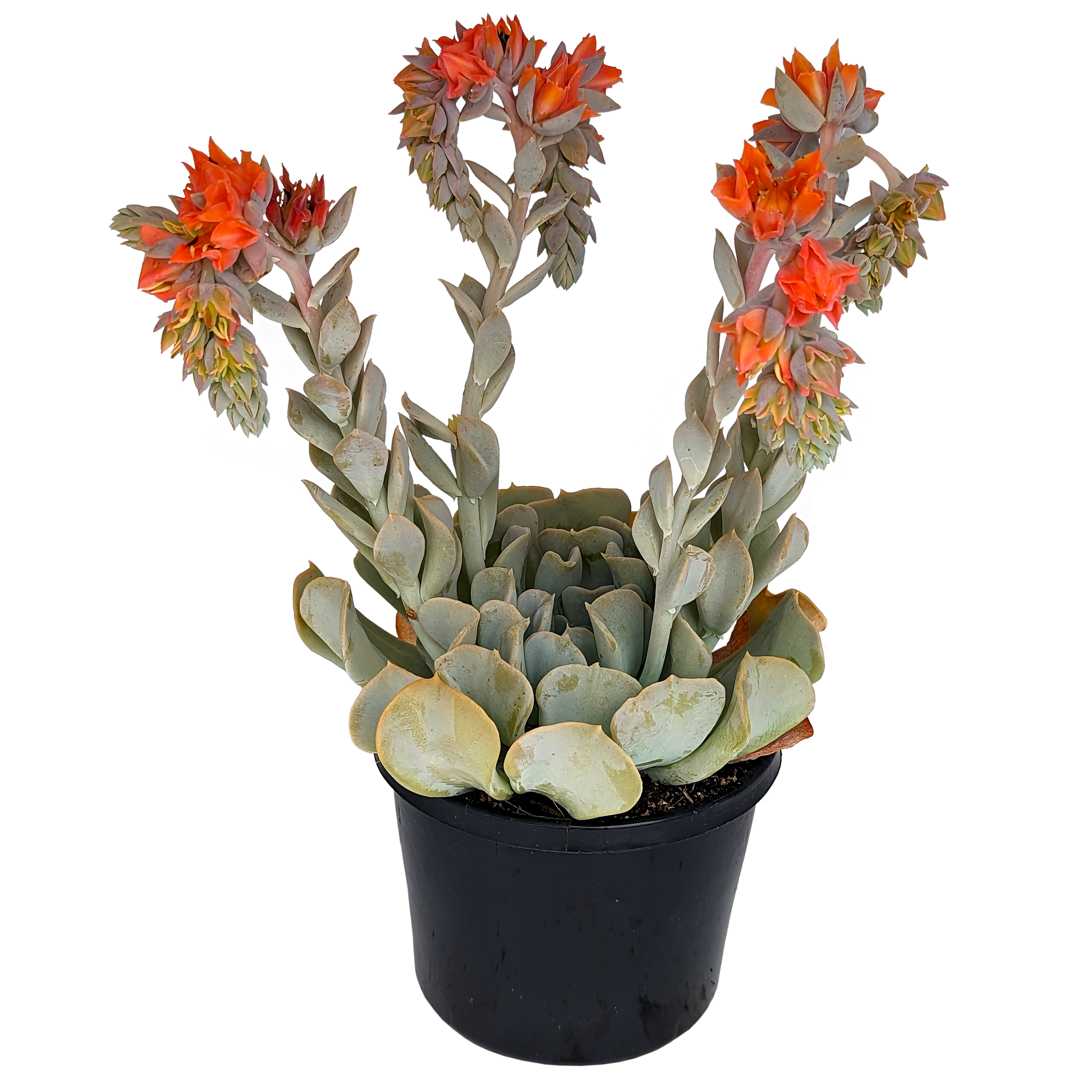 dusty blue curly foliage succulent with bright orange tall flower spikes, echeveria topsy turvy. 