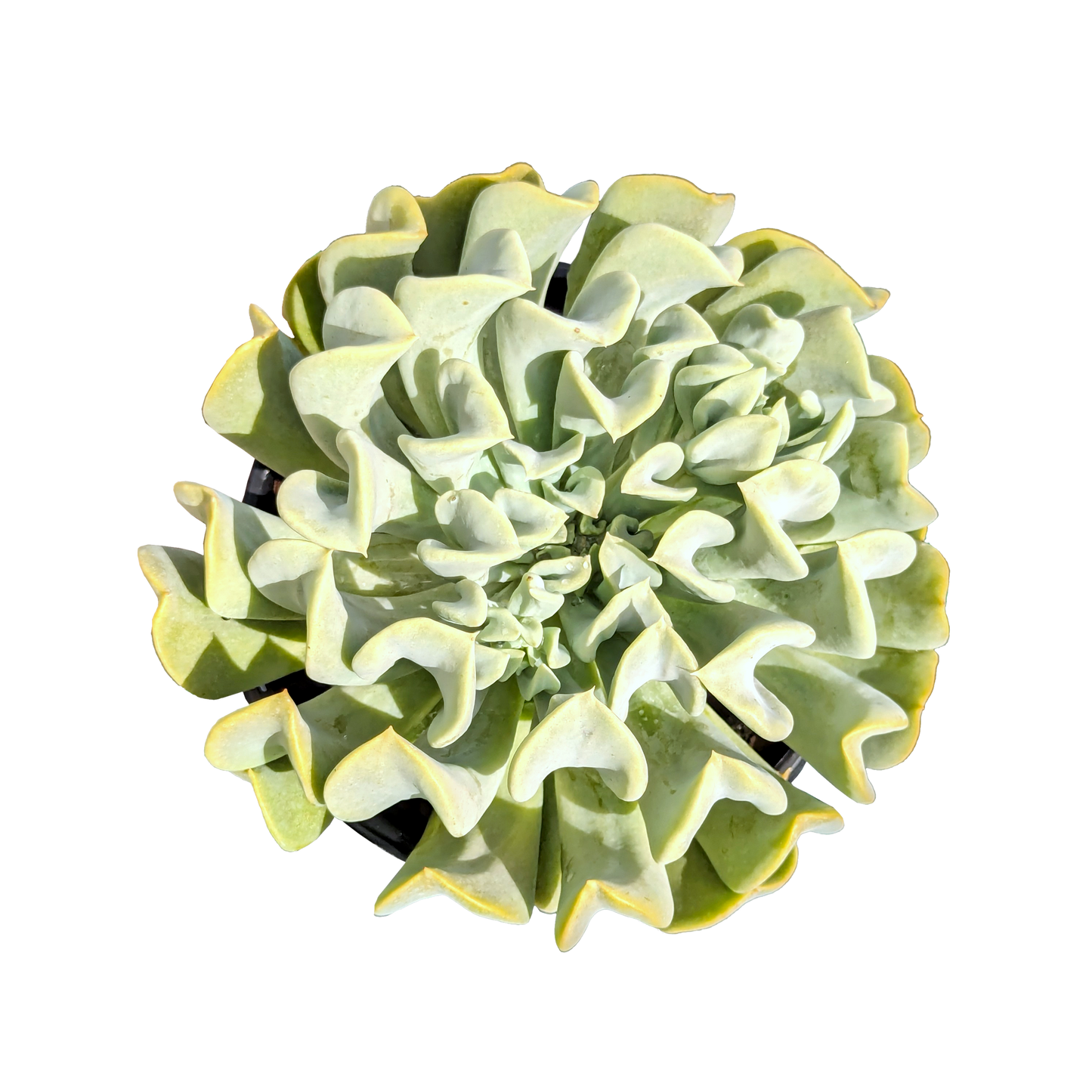 dusty blue curly foliage succulent echeveria topsy turvy. 
