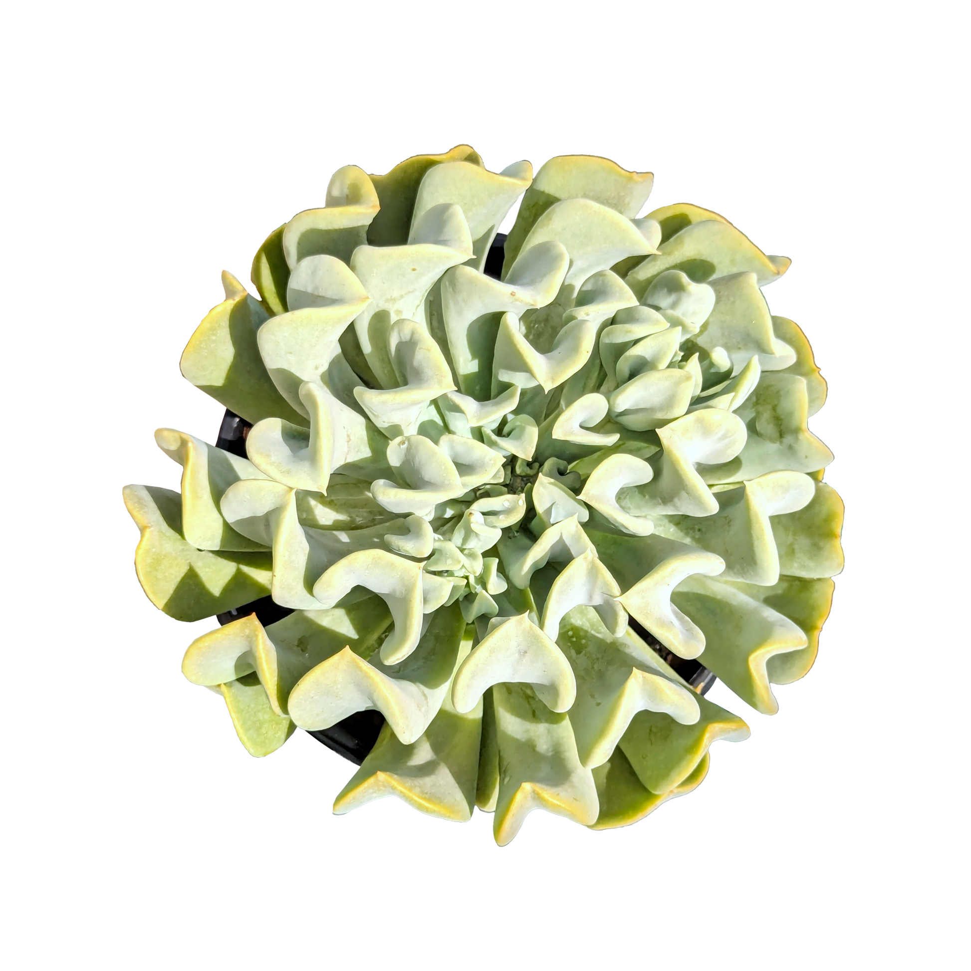 dusty blue curly foliage succulent echeveria topsy turvy. 