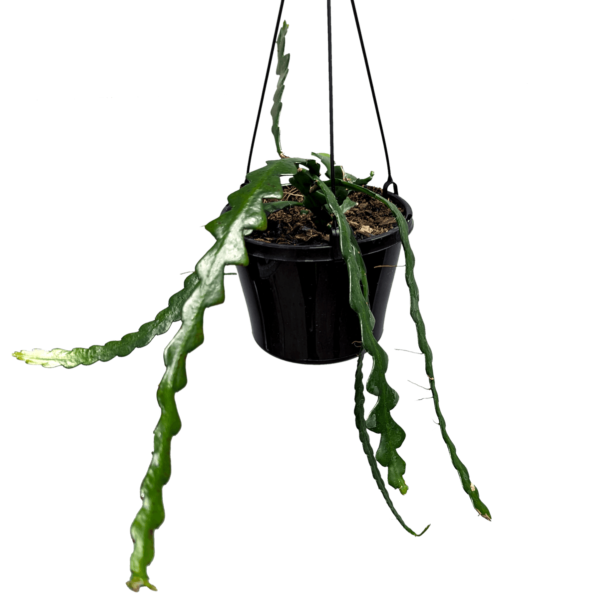 Epiphyllum Fishbone Cactus