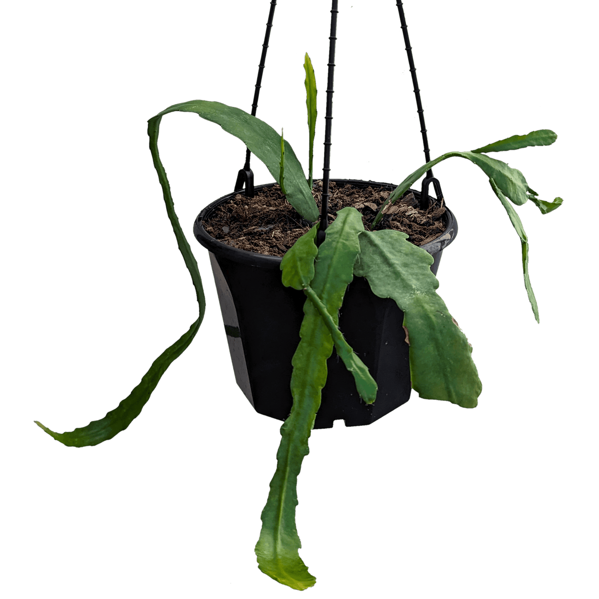 Epiphyllum Orchid Cactus Young