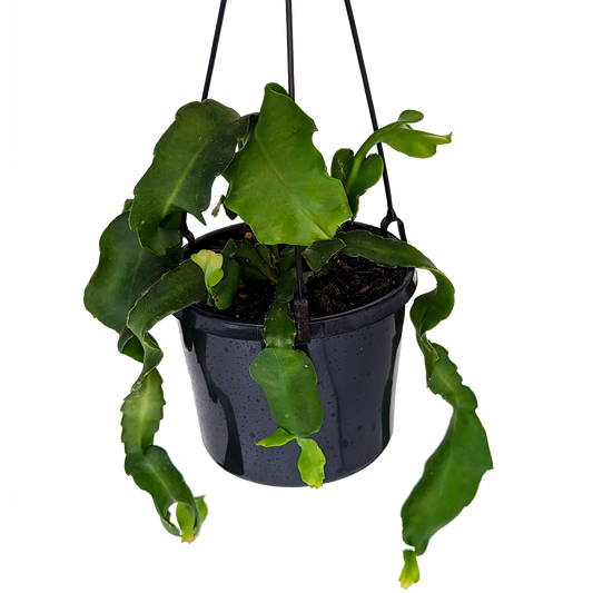 green spineless hanging curly cactus, epiphyllum curly sue in hanging basket. 
