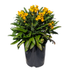 Yellow Wallflower 140mm pot