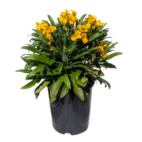 Yellow Wallflower 140mm pot
