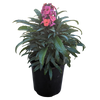 Pink Wallflower 140mm pot
