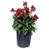 Red Wallflower 140mm pot