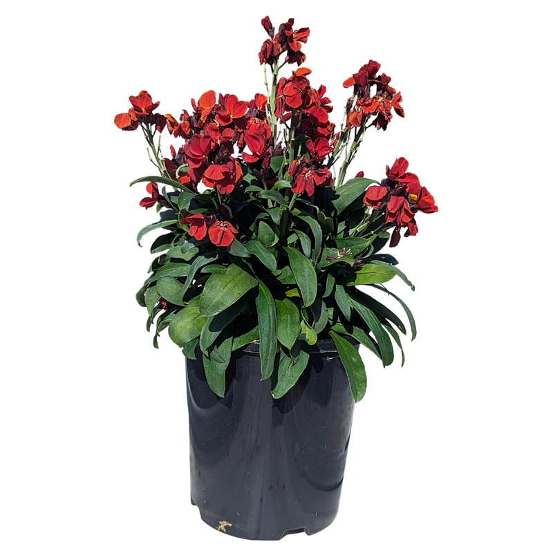 Red Wallflower 140mm pot