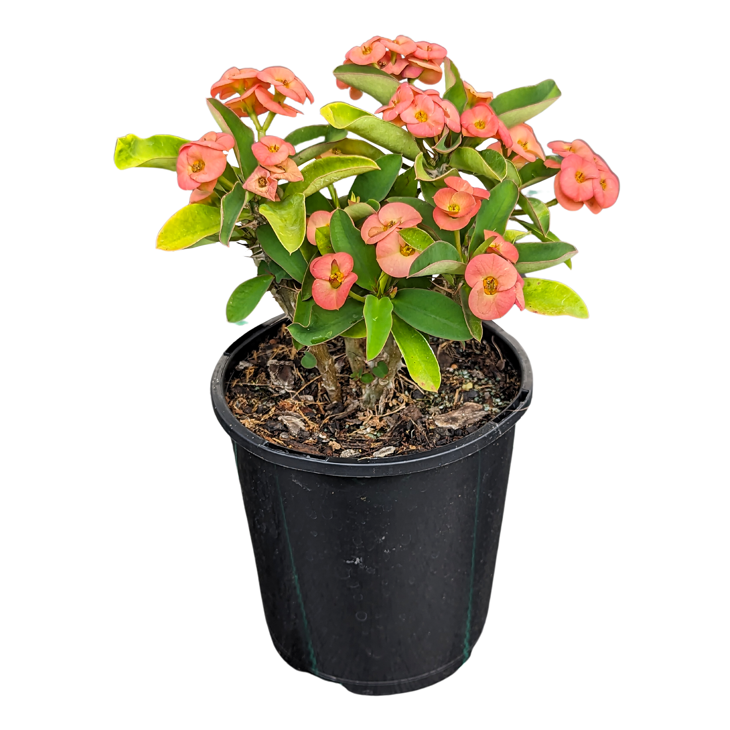 Peach Crown Of Thorns 125mm pot