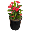 Red Crown of Thorns 125mm pot