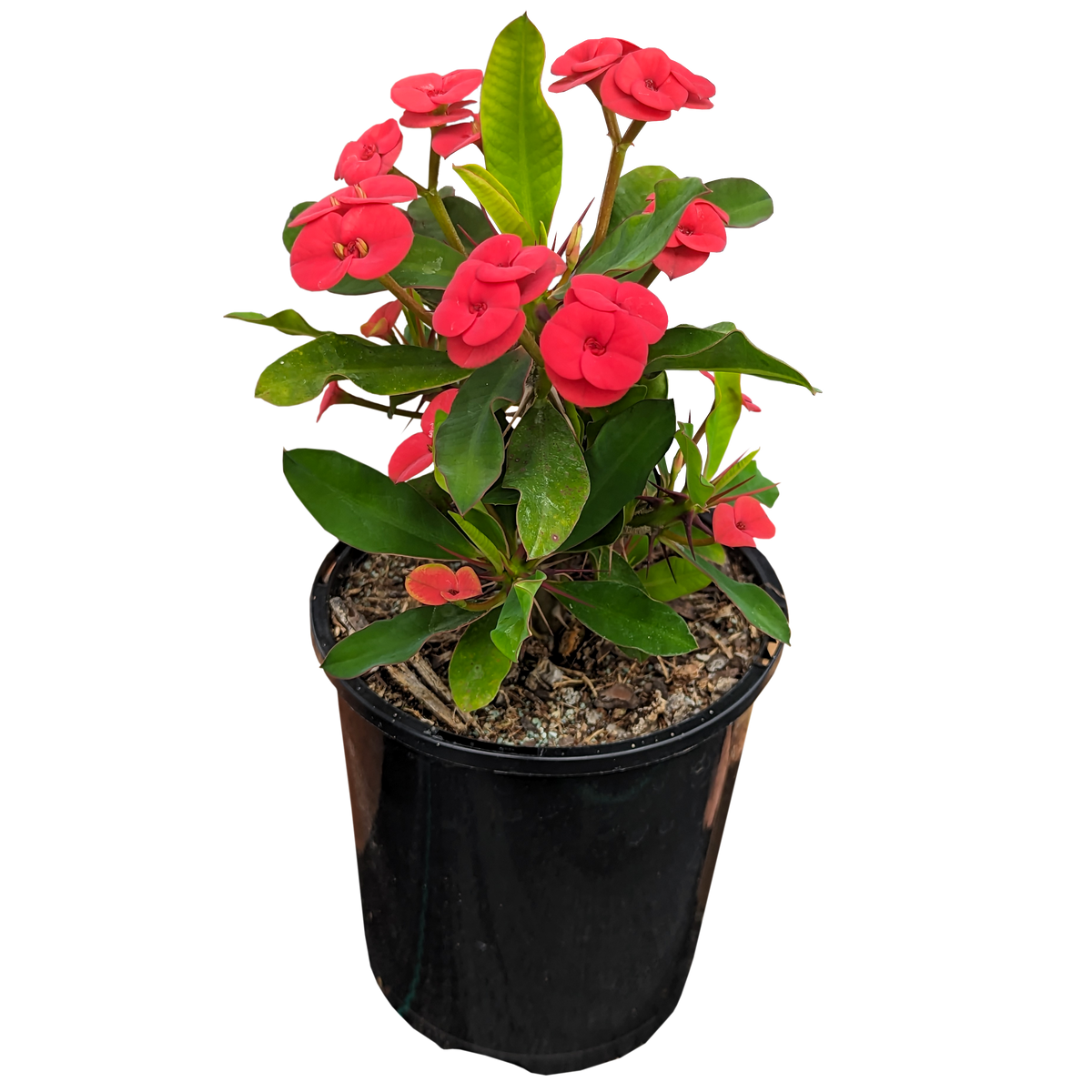 Red Crown of Thorns 125mm pot