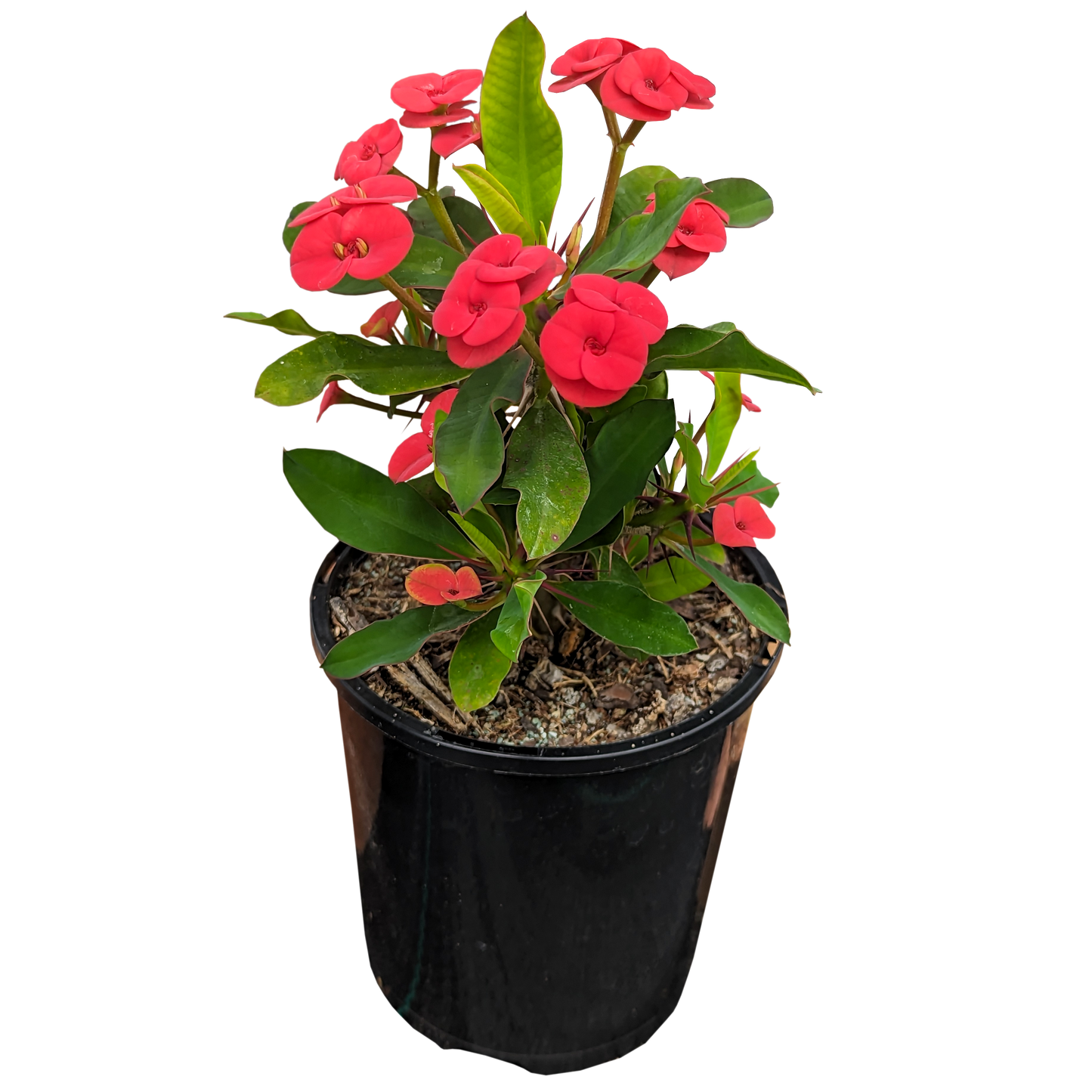 Red Crown of Thorns 125mm pot