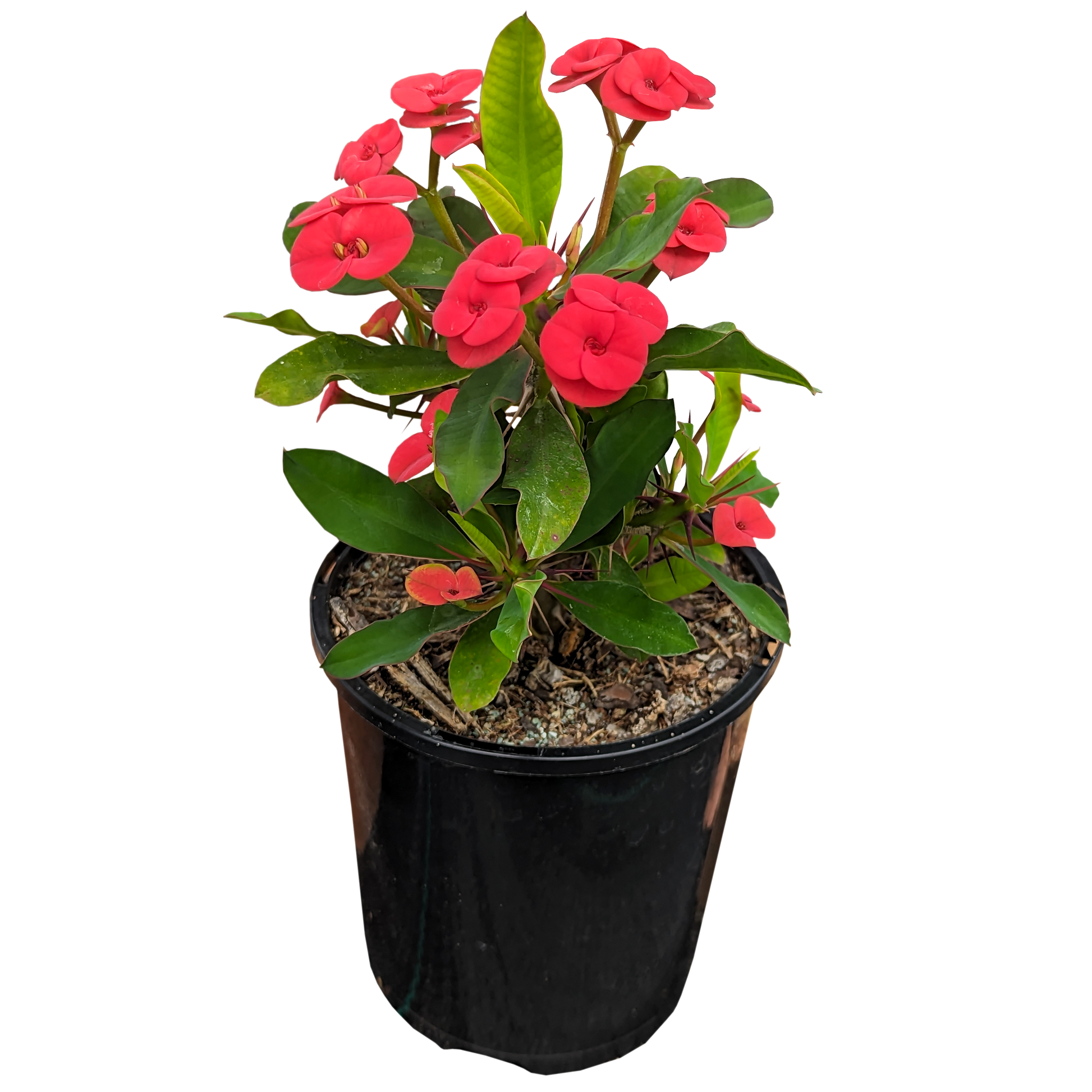 Red Crown of Thorns 125mm pot