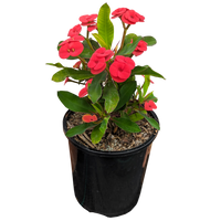 Red Crown of Thorns 125mm pot