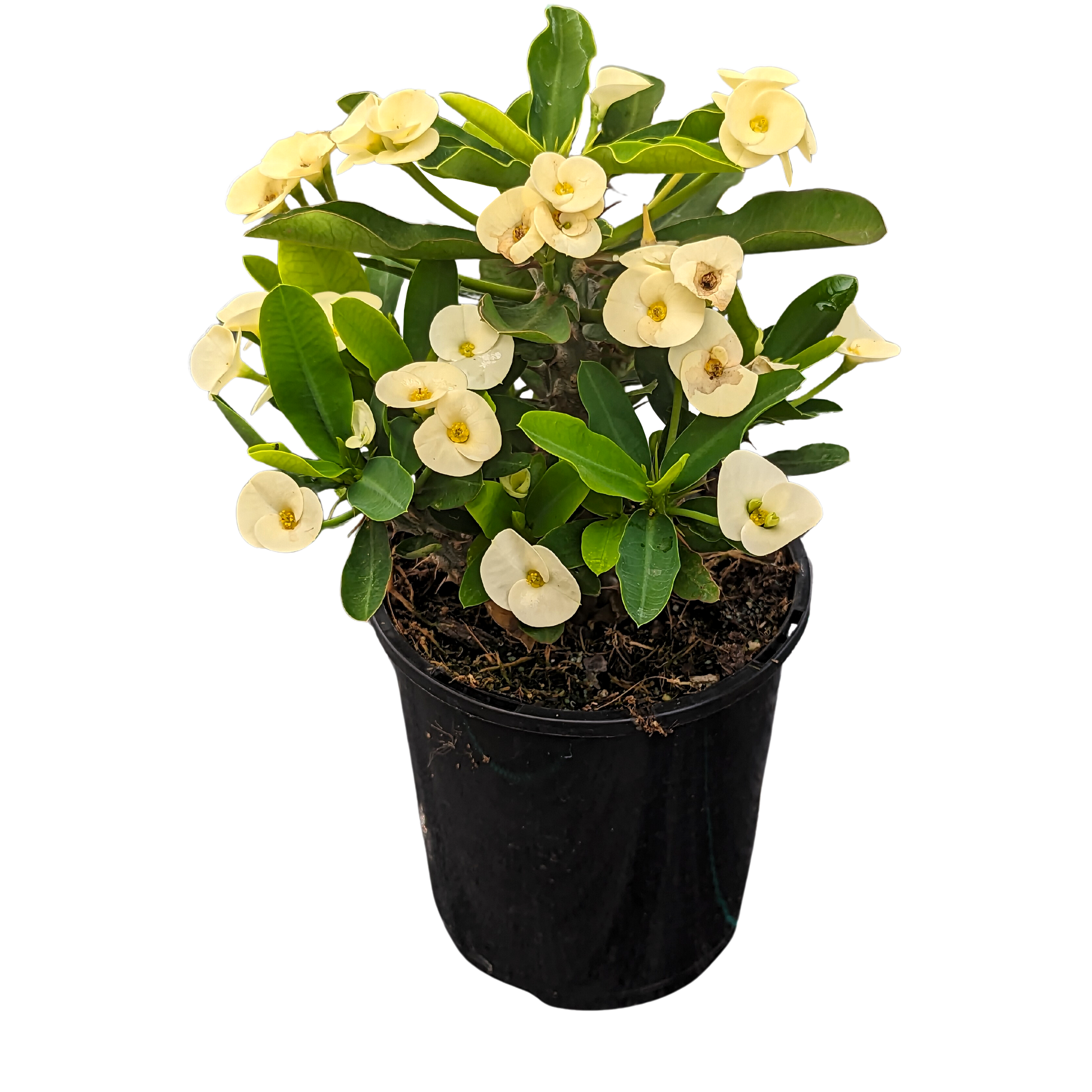 Yellow Crown of Thorns 125mm pot