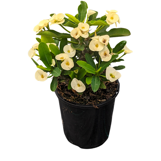 Yellow Crown of Thorns 125mm pot