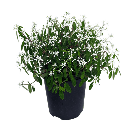 Euphorbia Stardust 125mm