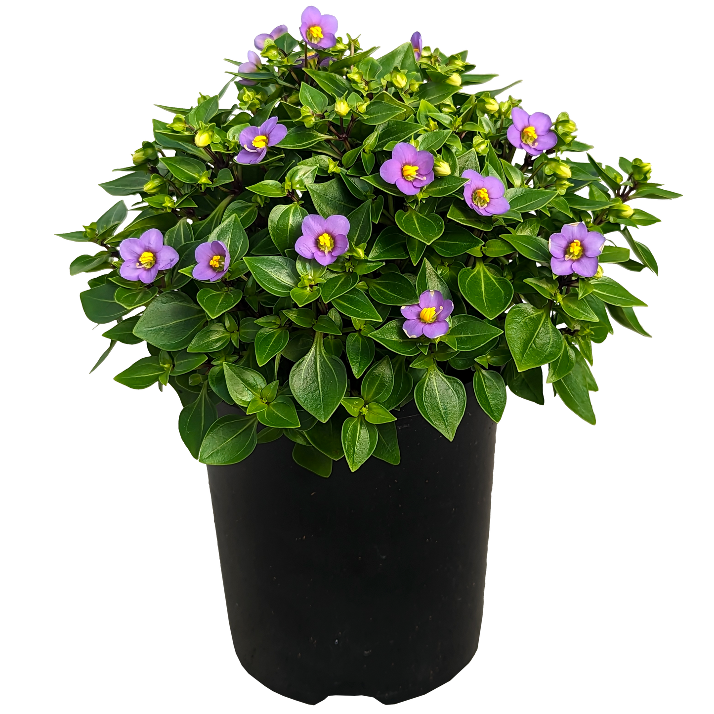 purple flower sphere shaped fleshy leaf indoor pot plant 