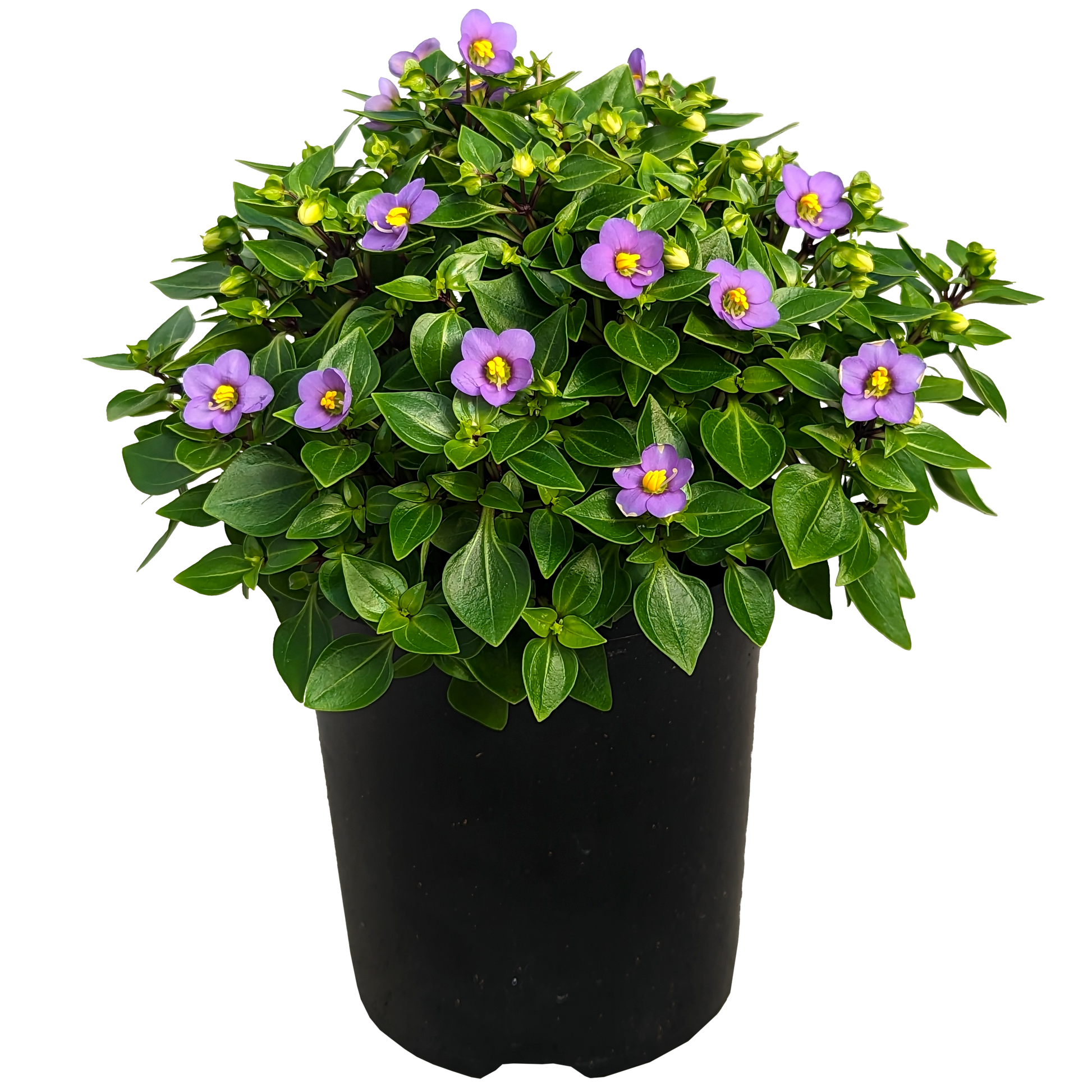 Exacum affine - Deep Blue Persian Violet