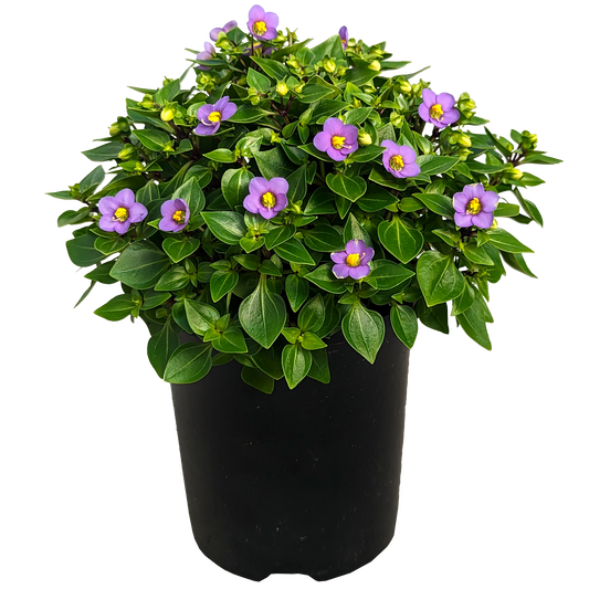 purple flower sphere shaped fleshy leaf indoor pot plant 
