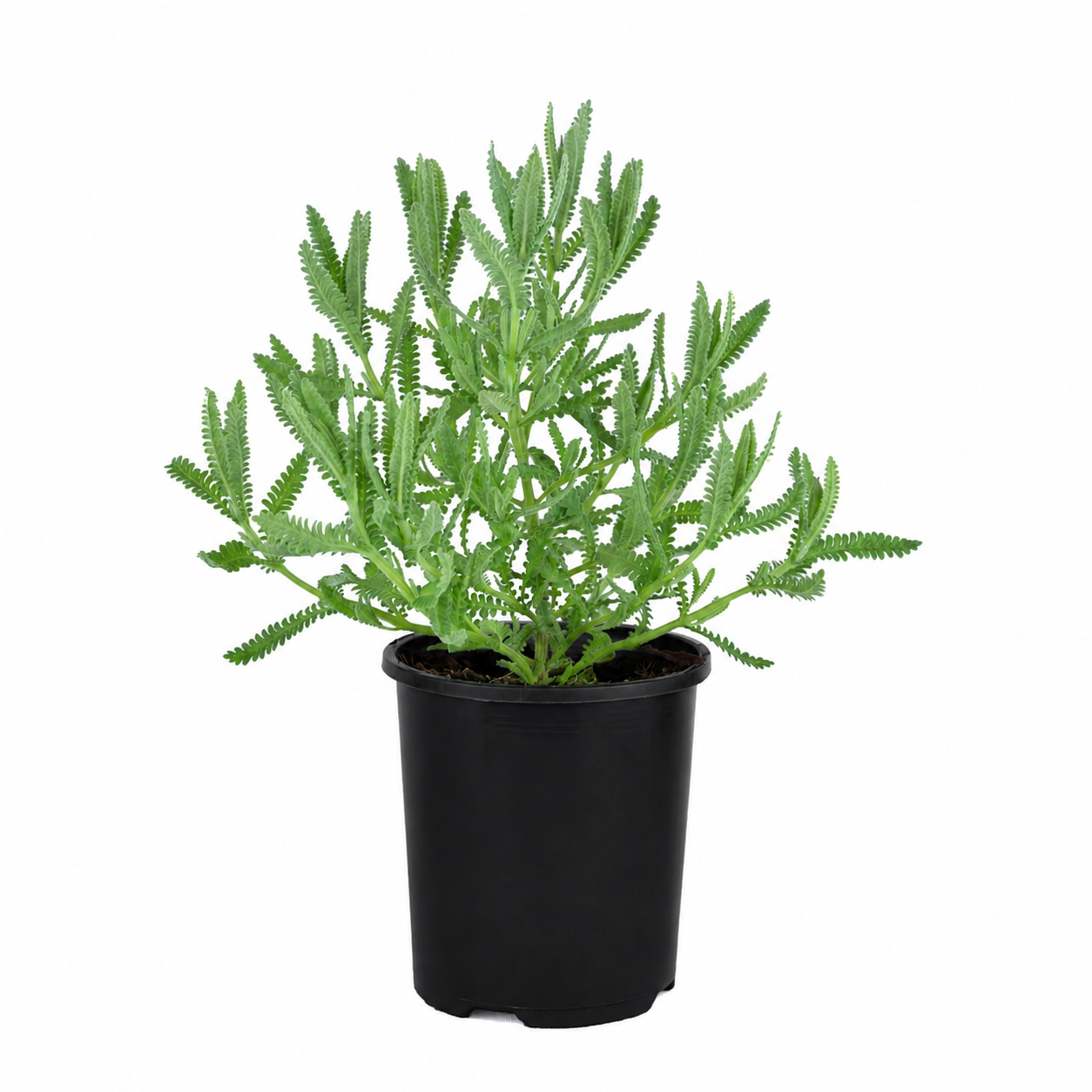 feathered foliage french lavender in pot.