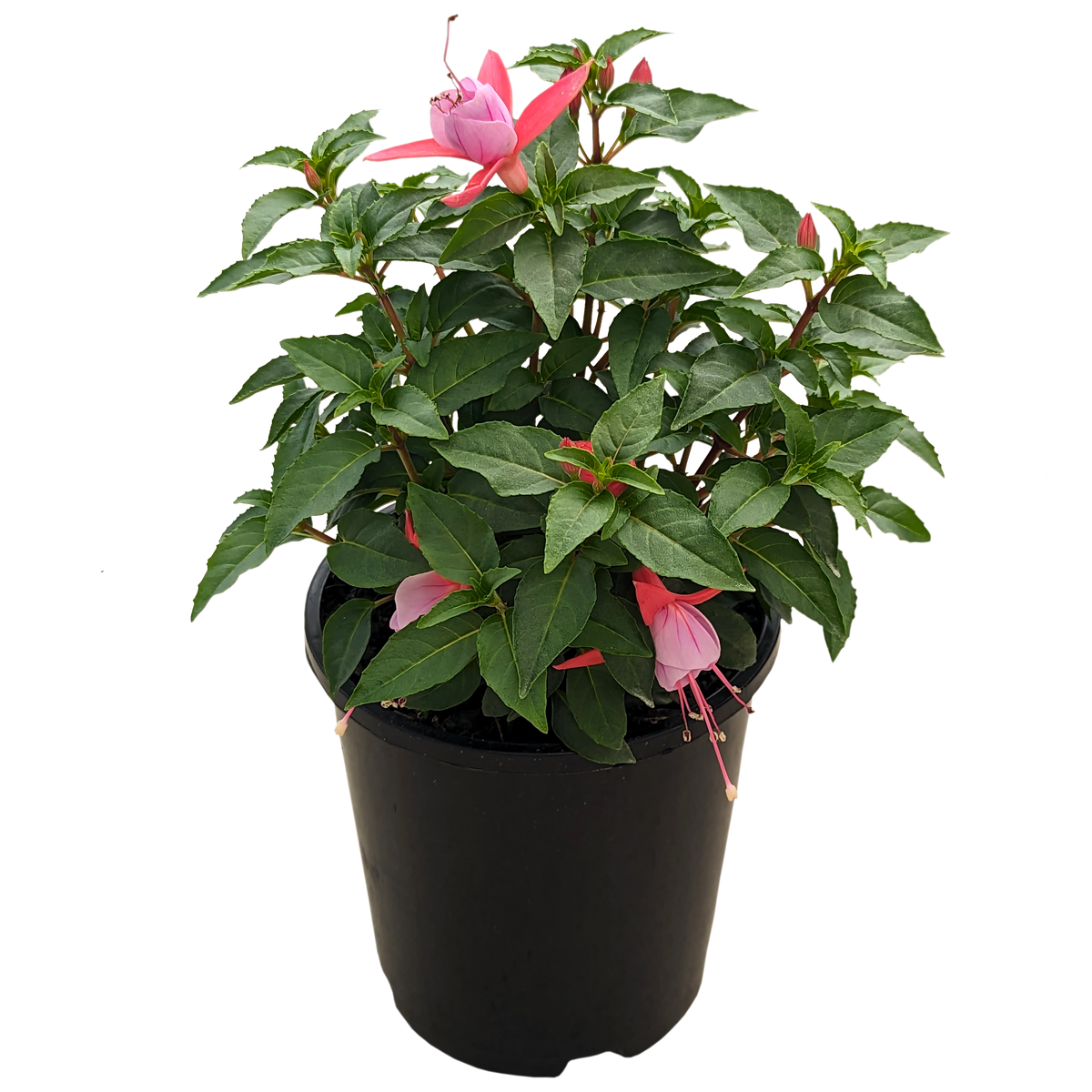 Fuchsia pink