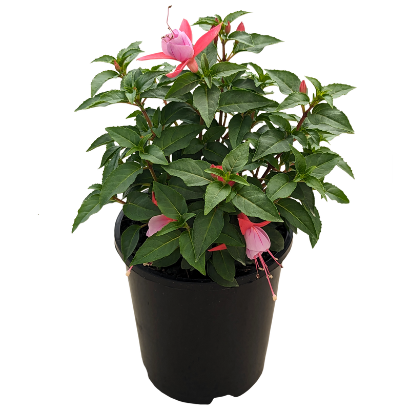 Fuchsia pink