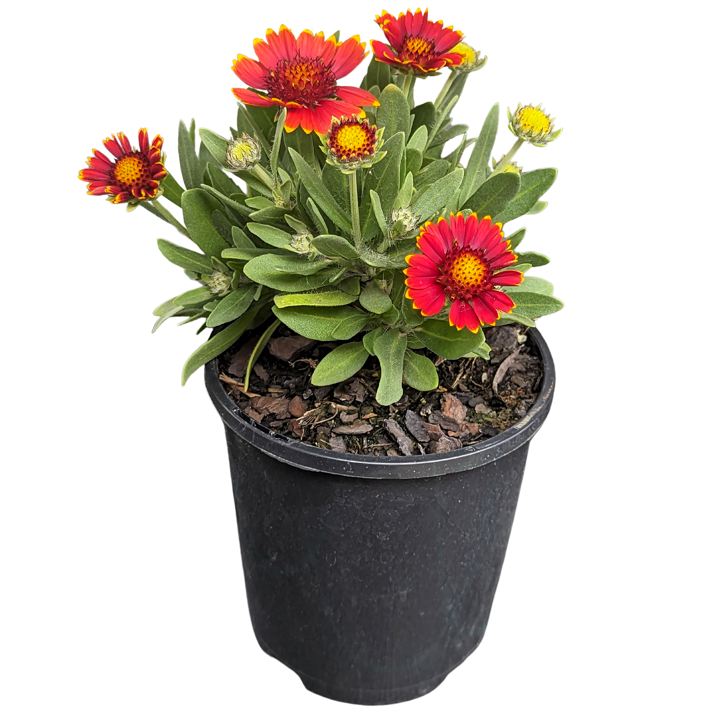 Fuzzy green foliage Gaillardia plant in pot with red flowers with yellow tips.