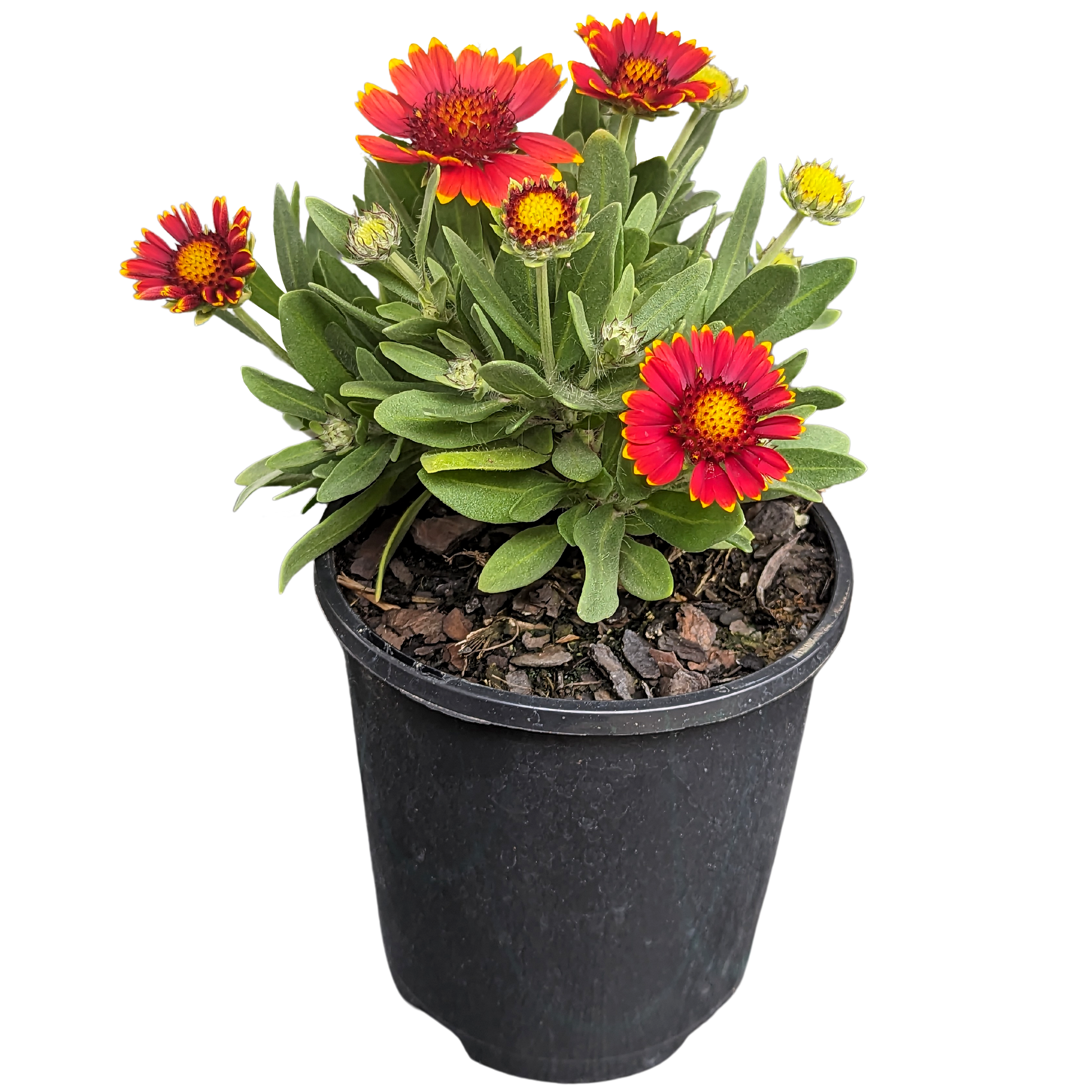 Fuzzy green foliage Gaillardia plant in pot with red flowers with yellow tips.