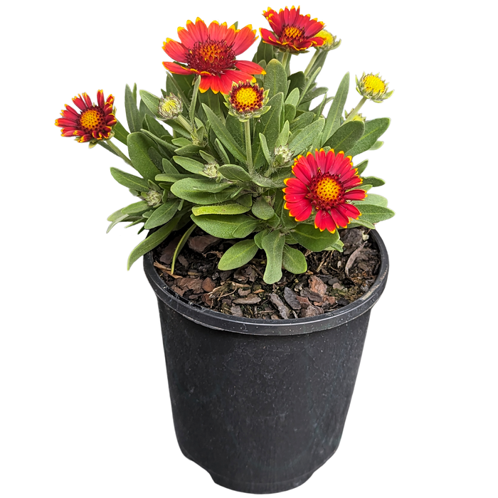 Buy Online Plants Australia Online Plant Shop Our Plant Shop